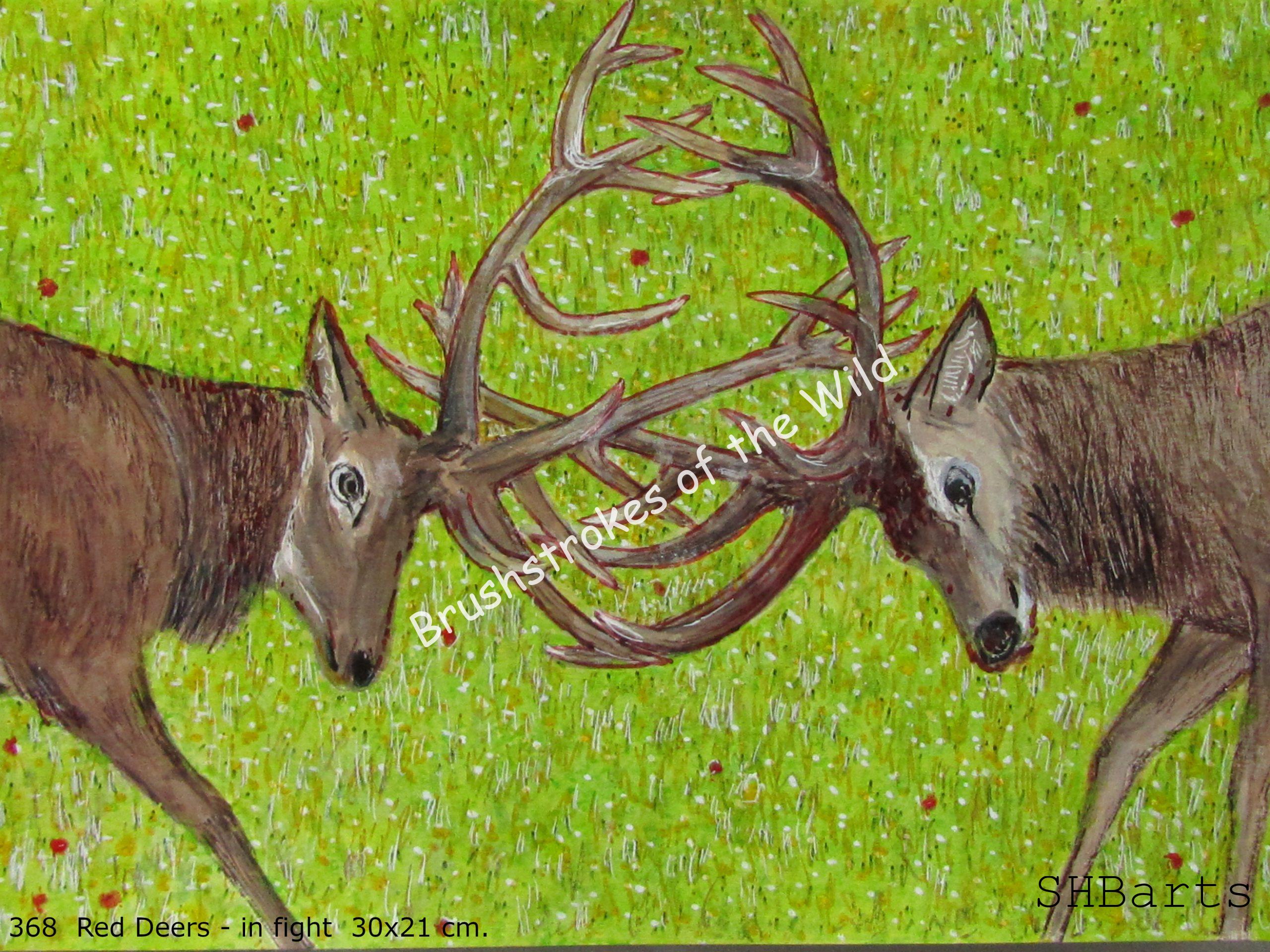 2 Male red Deers - Fighting