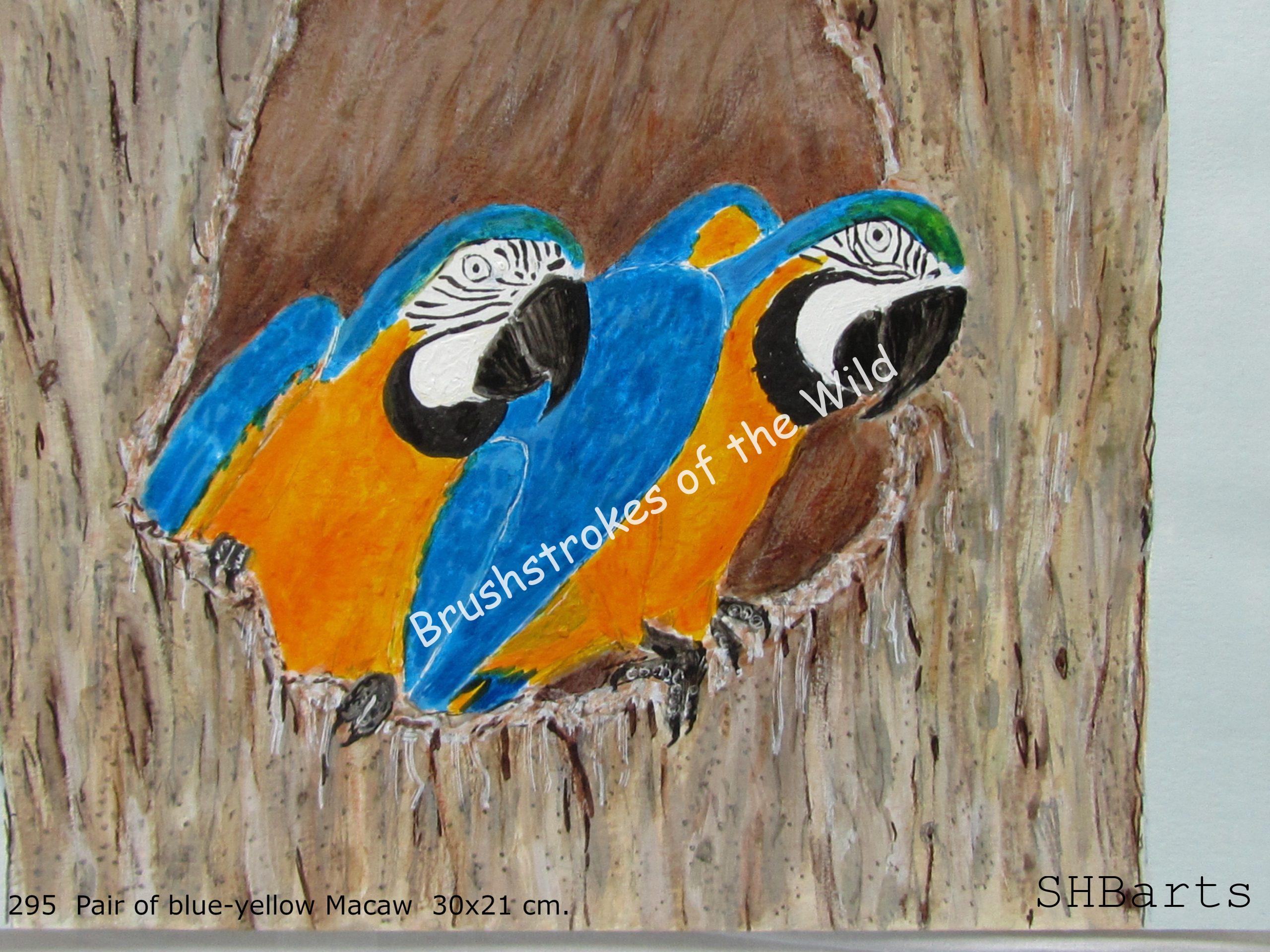 Pair of blue-yellow Macaw - Nesting