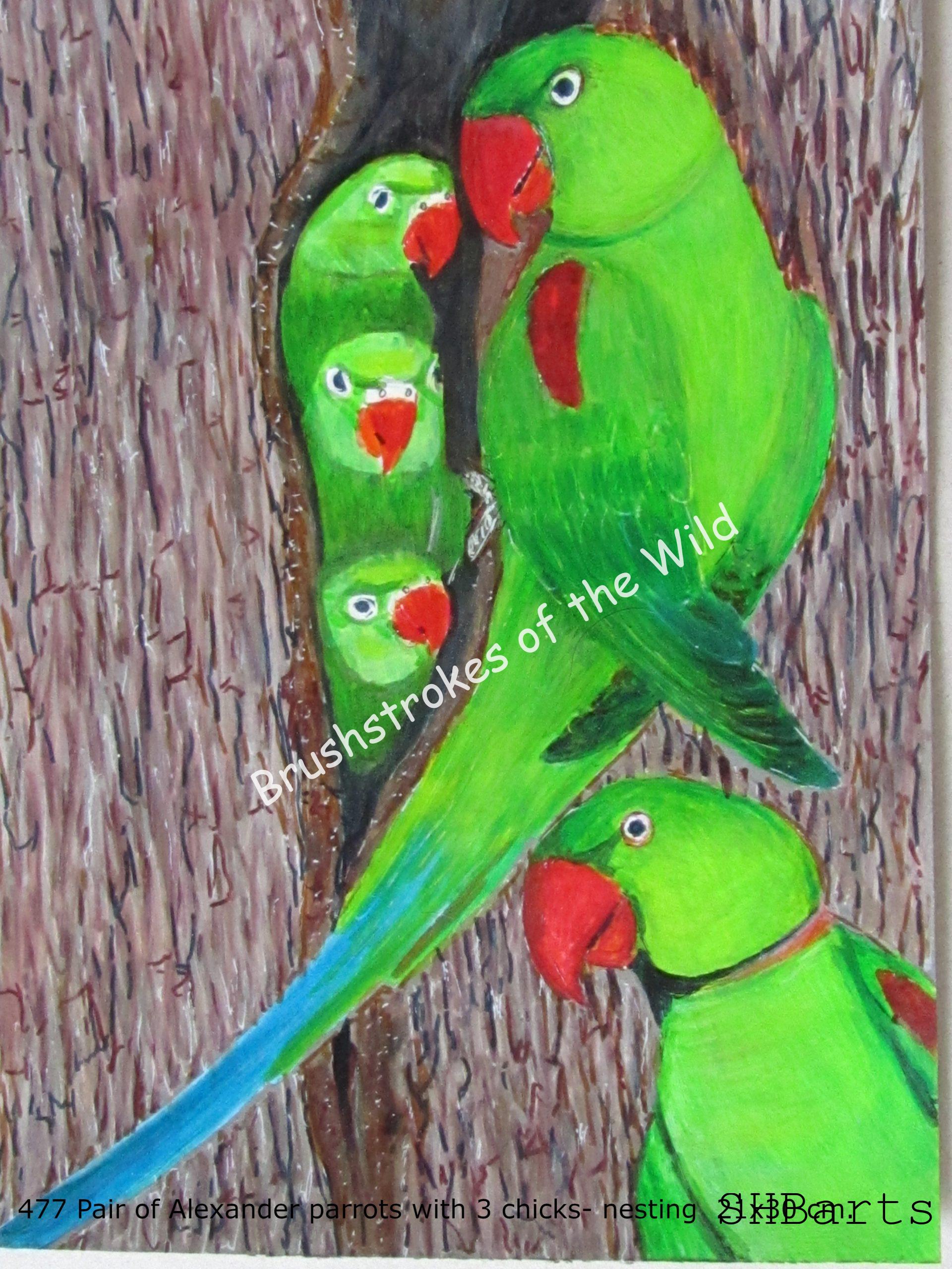 Pair of Alexander Parrot with 3 Chicks - Nesting