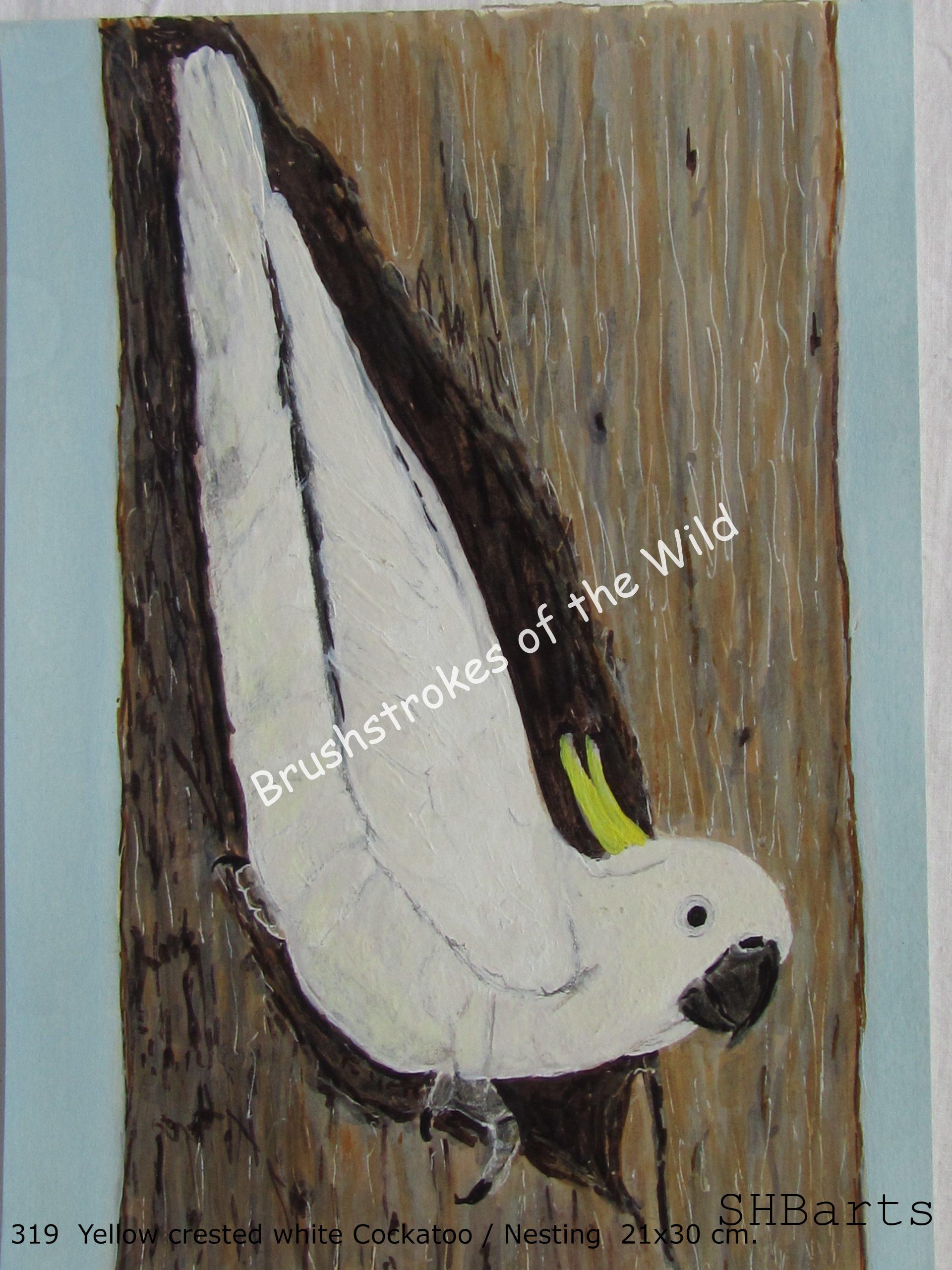 Yellow crested white Cockatoo - Nesting