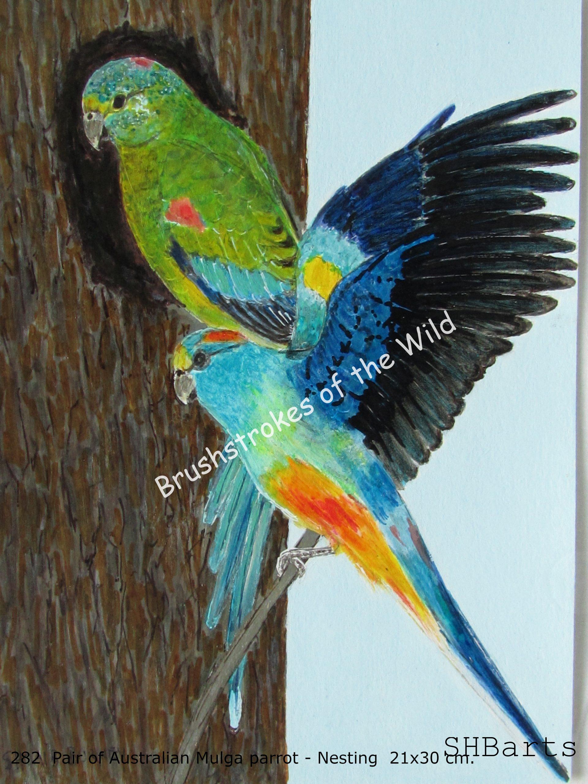 Pair of Australian Mulga Parrot - Nesting