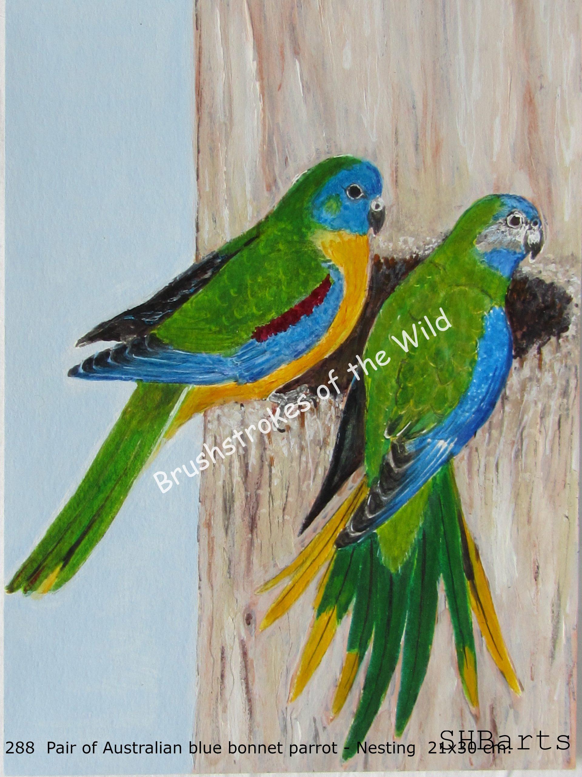Pair of blue-bonnet parrot - nesting