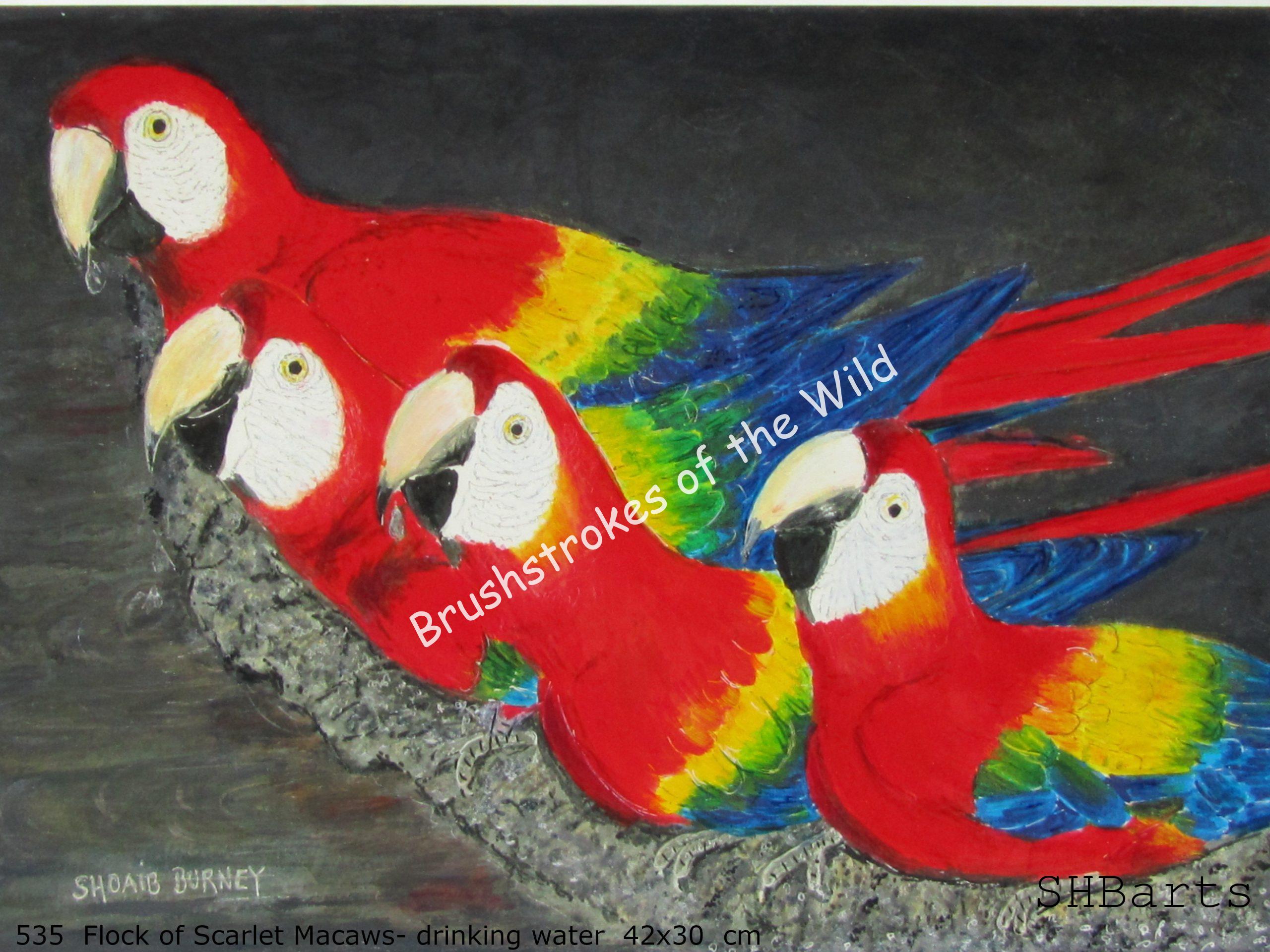 Flock of Scarlet Macaws drinking water