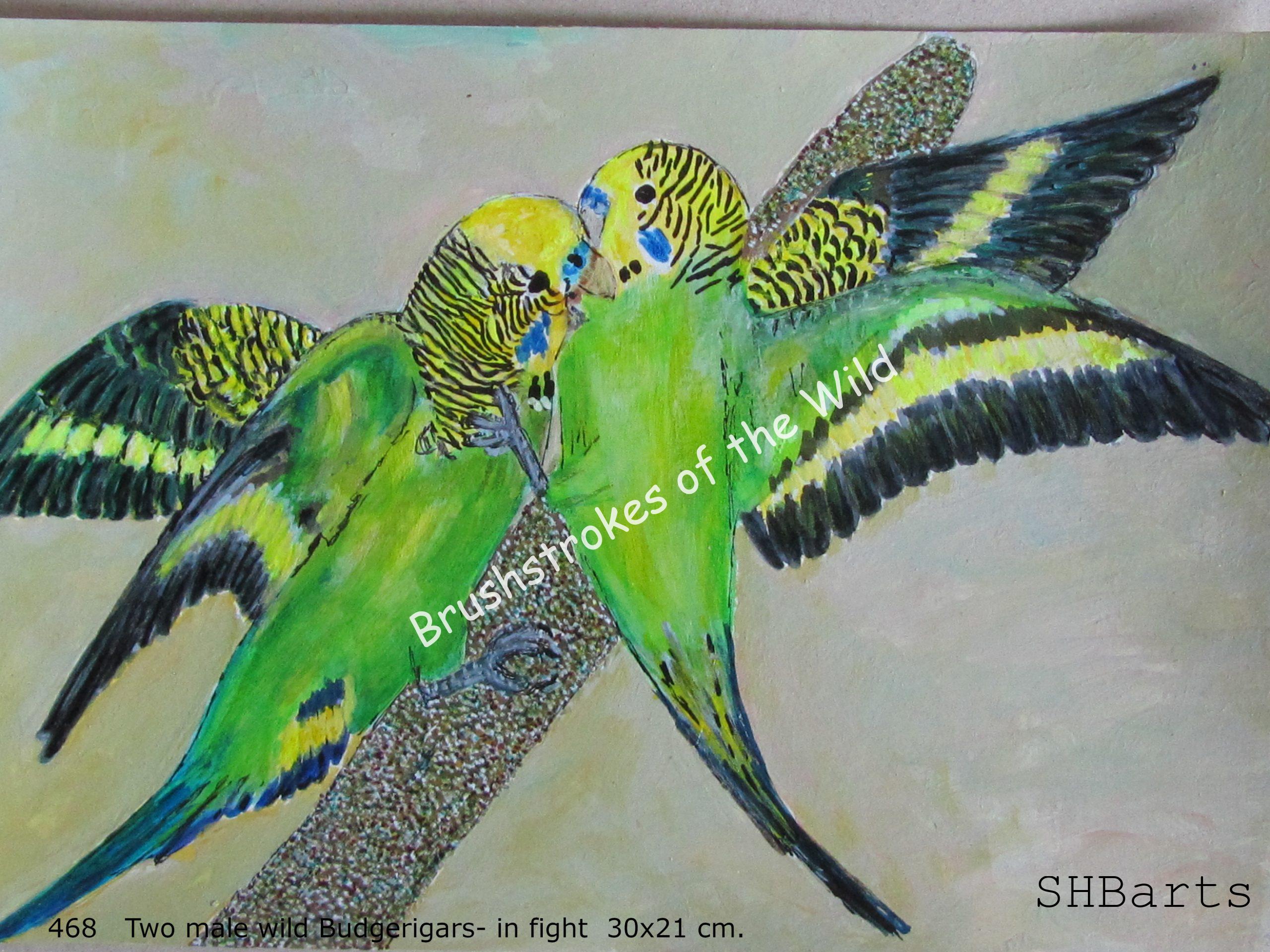 2 Wild Budgeries - In flight