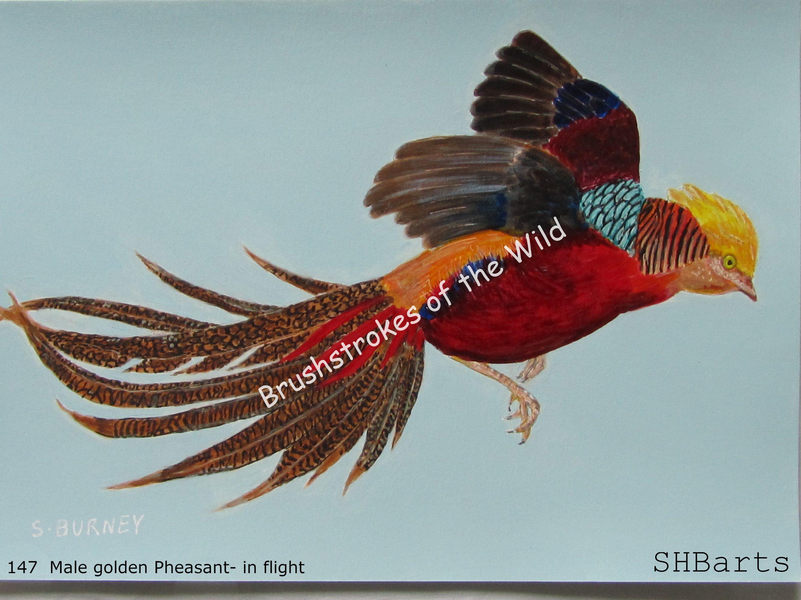 Male Golden Pheasant