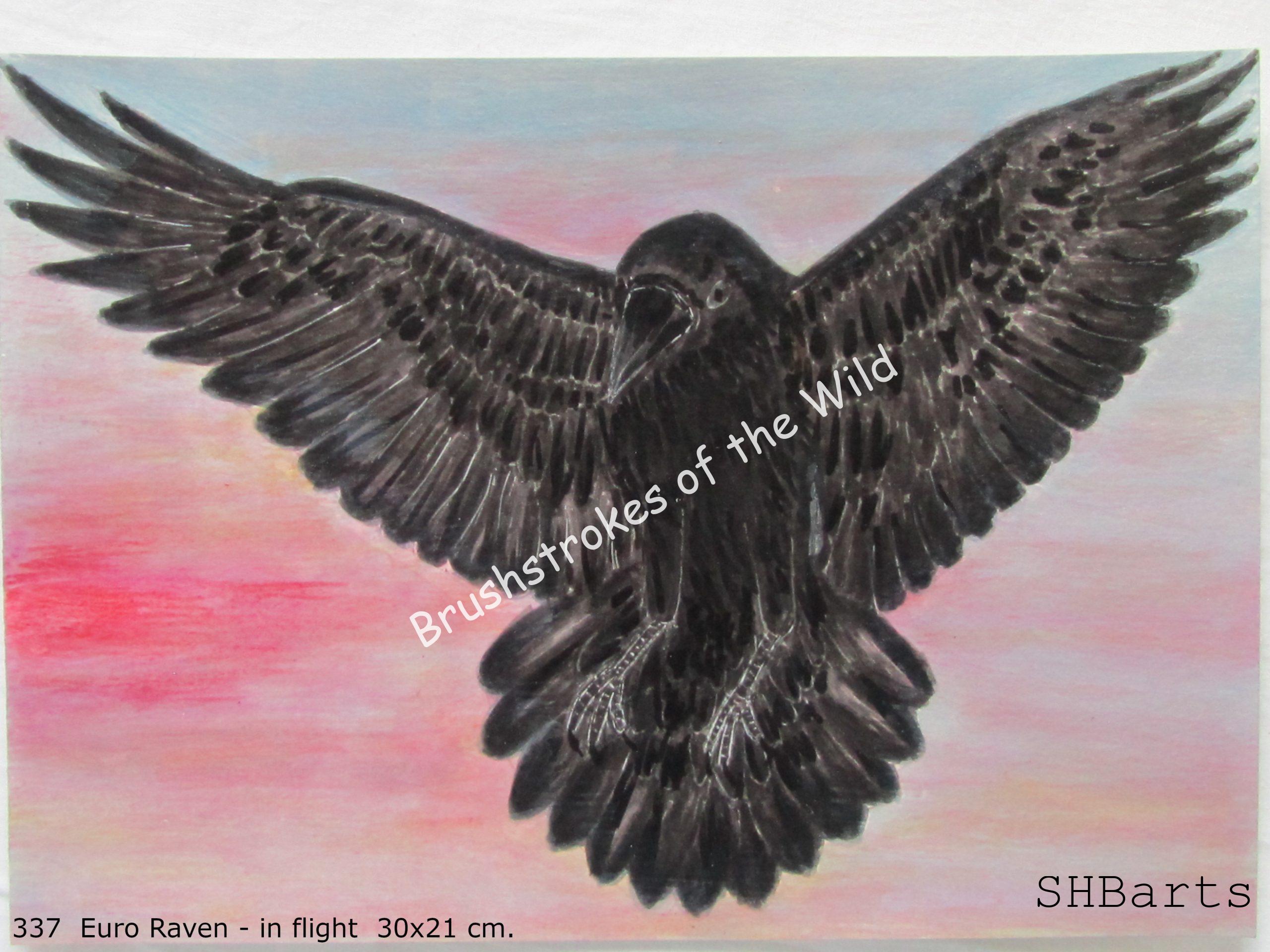 Flying Raven in sun-set