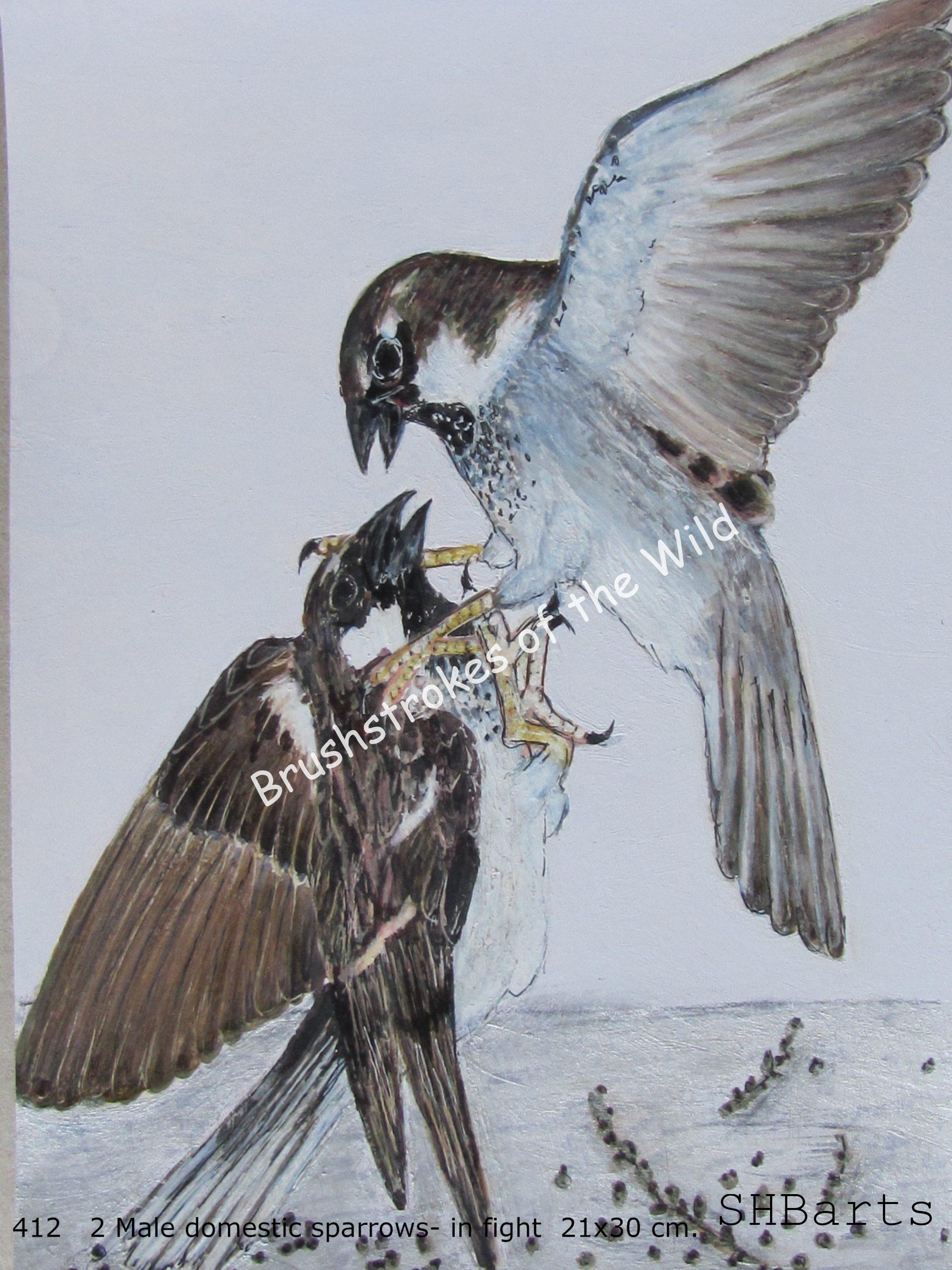 2 Male demestic Sparrows - In fight