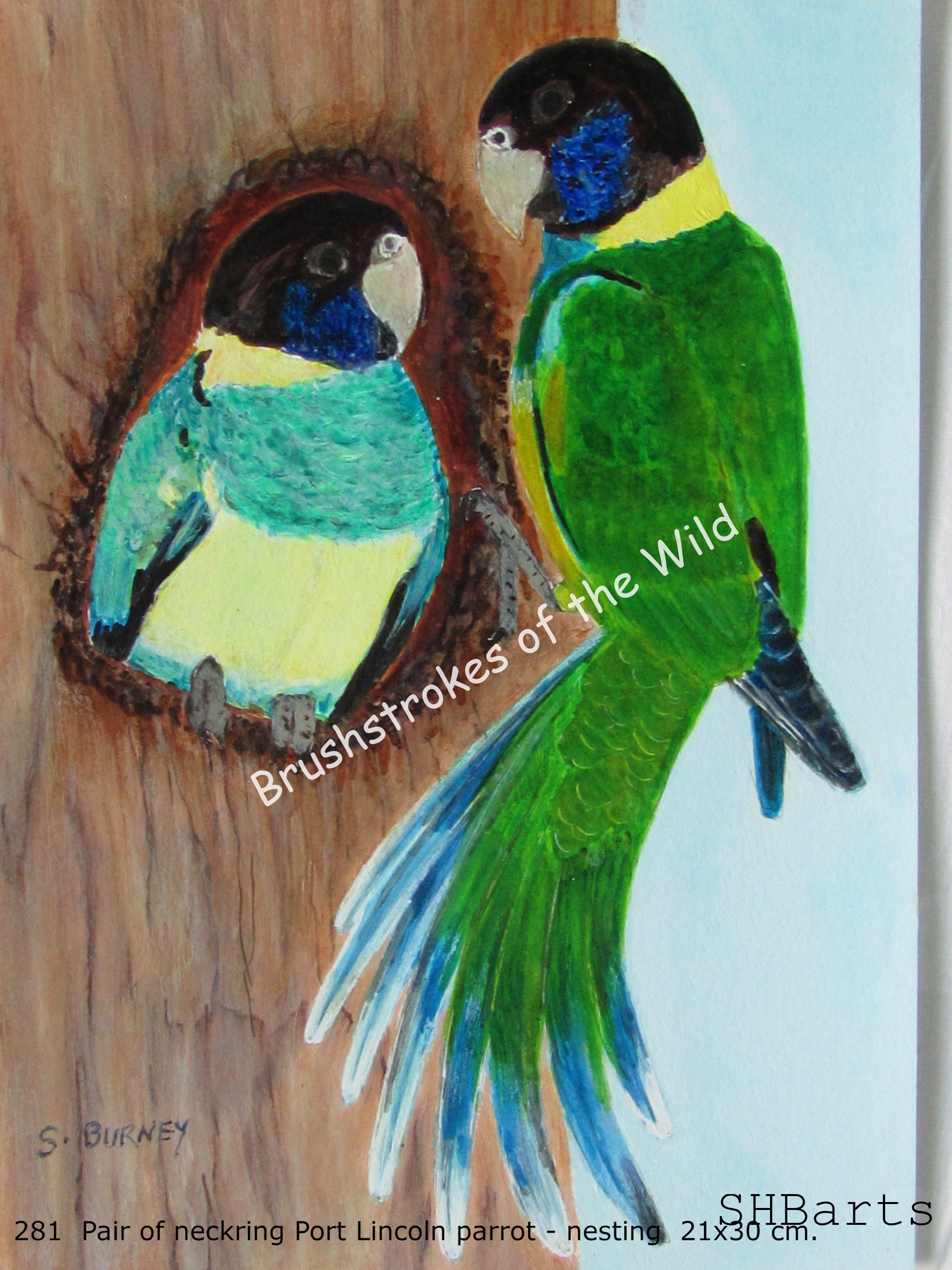 Pair of Australian neck-ring Parrots (Lincoln) - Nesting