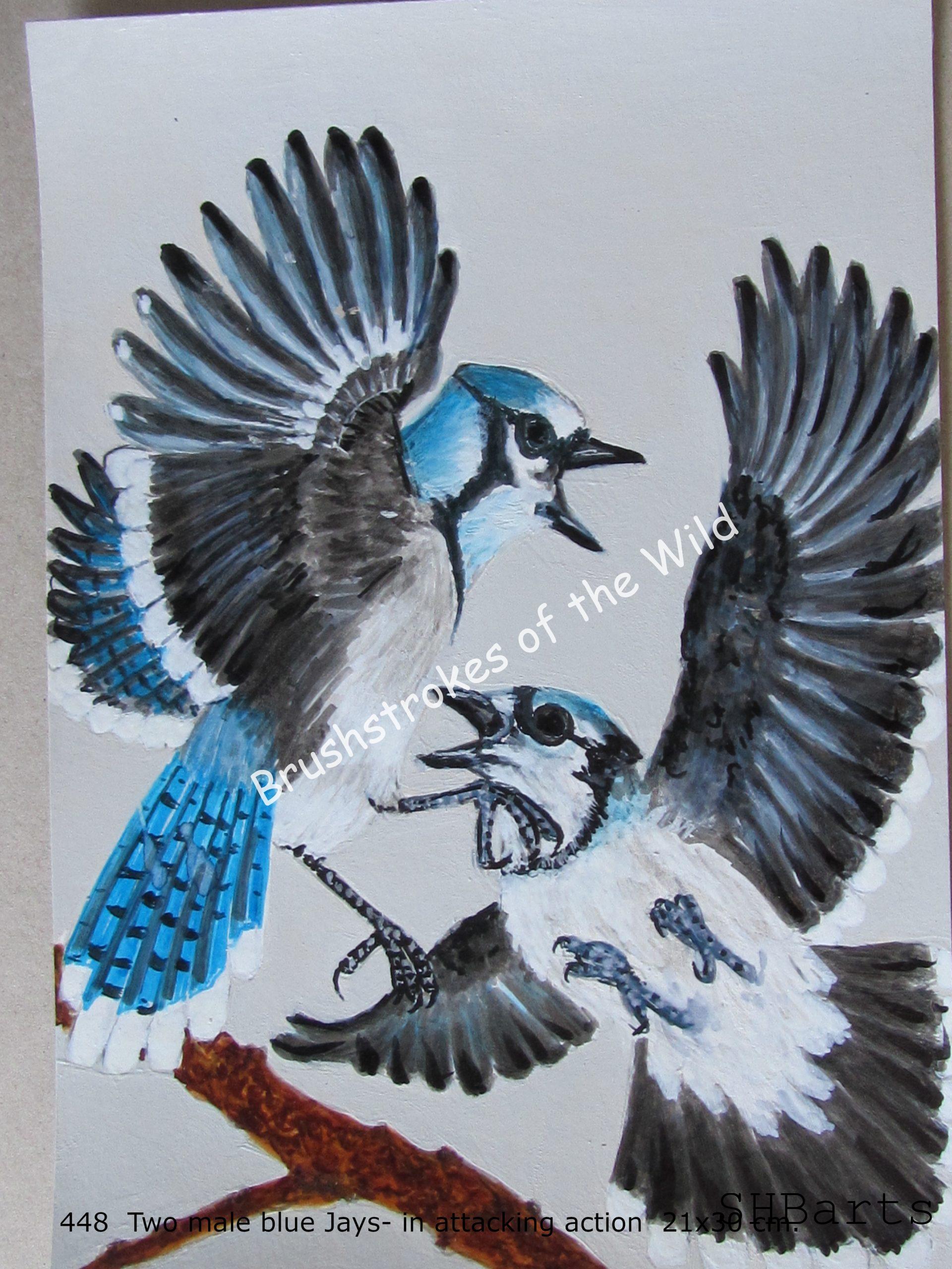 2 Male blue Jays - In agresive mood