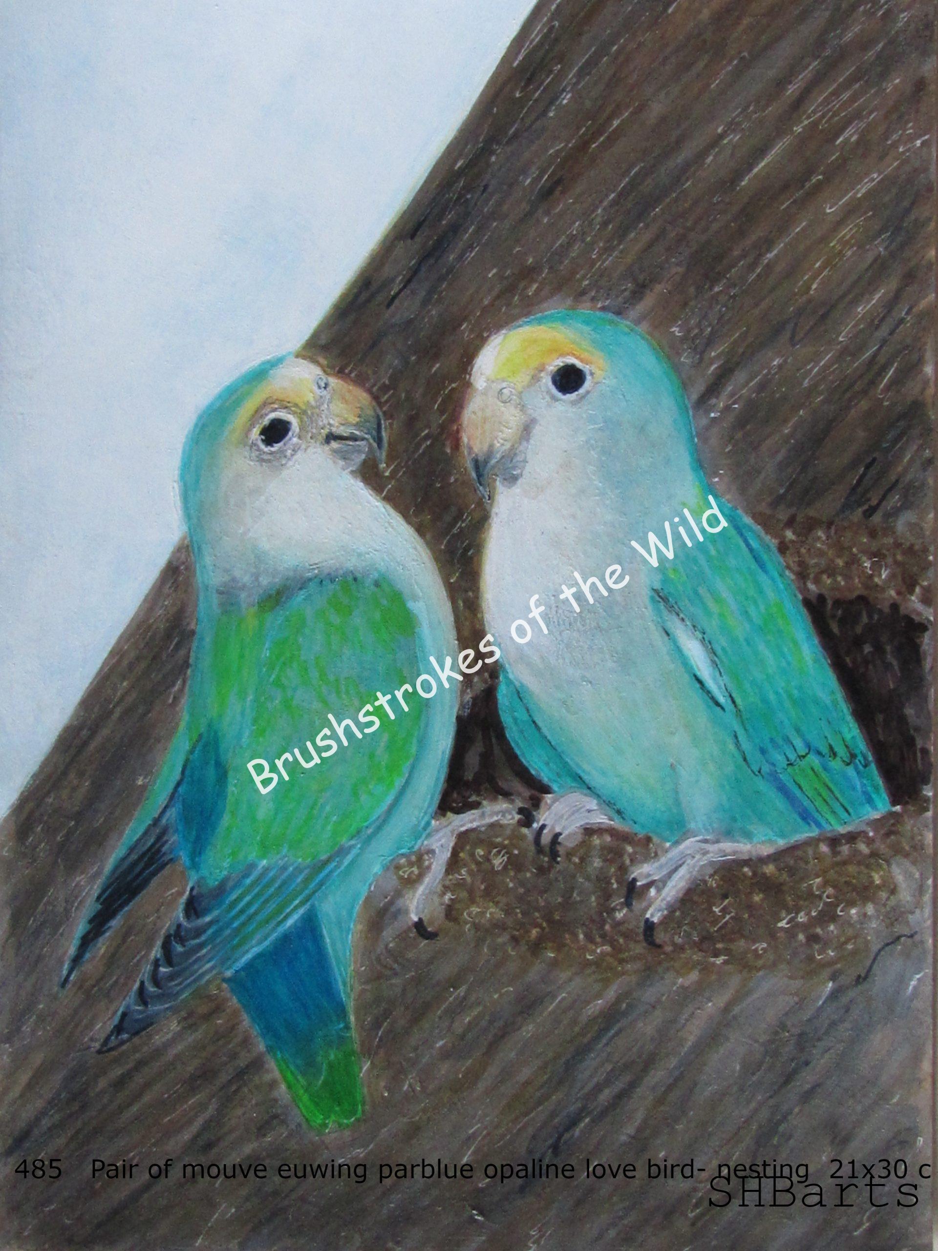 Pair of Euwing Opaline split blue love birds - Nesting