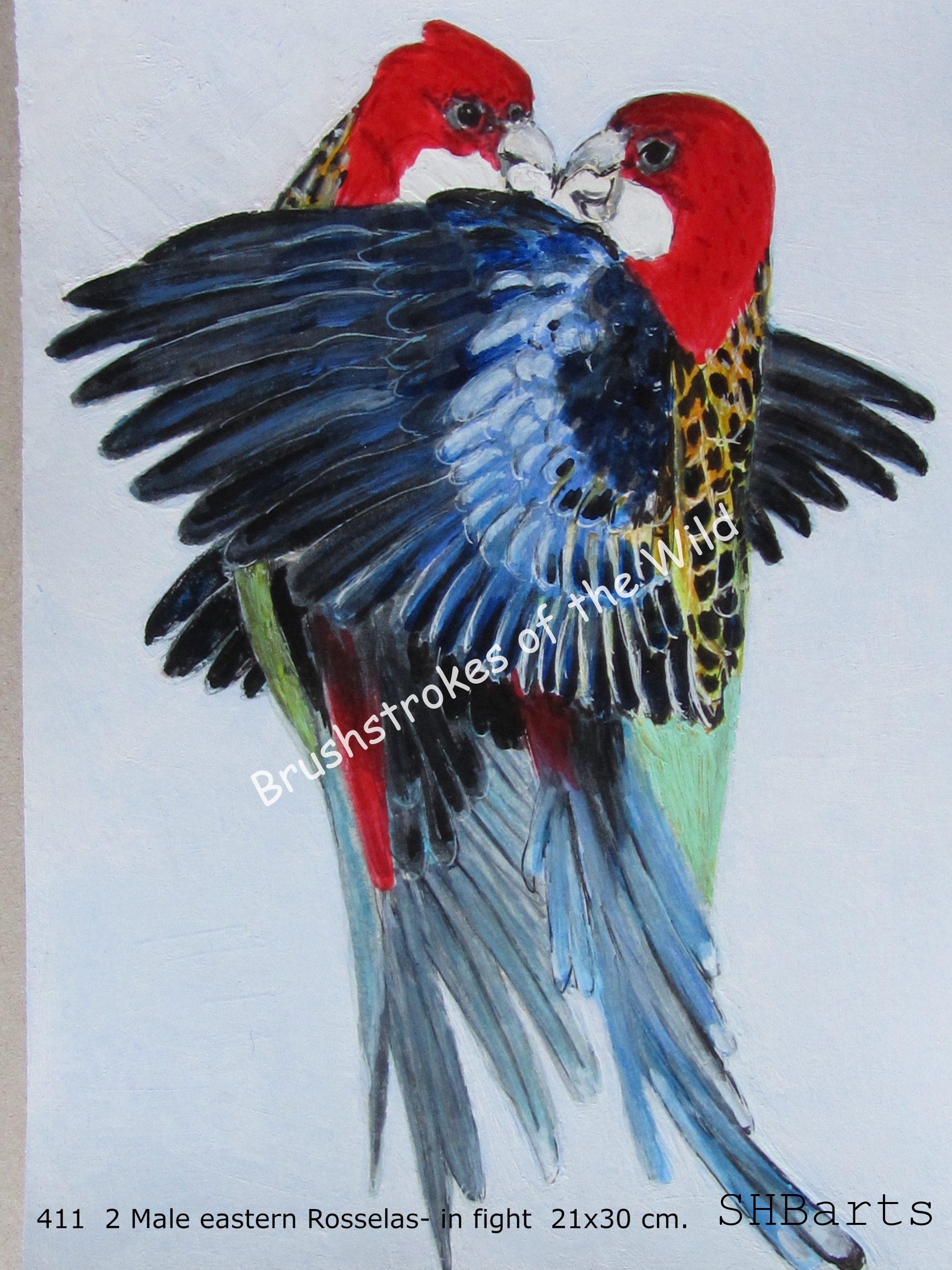 2 Male Eastern Rosselas - In fight