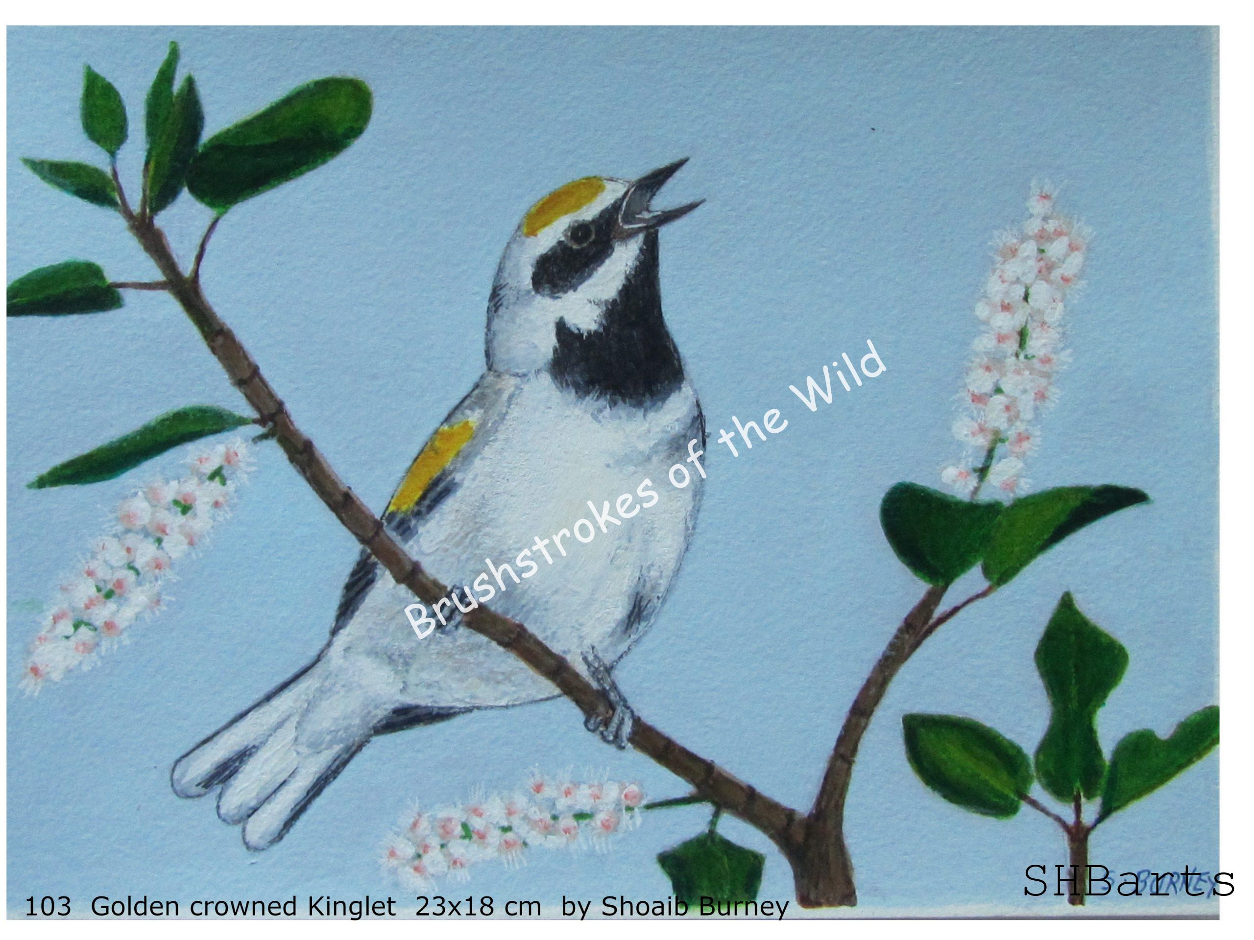 Golden-crowned Kinglet