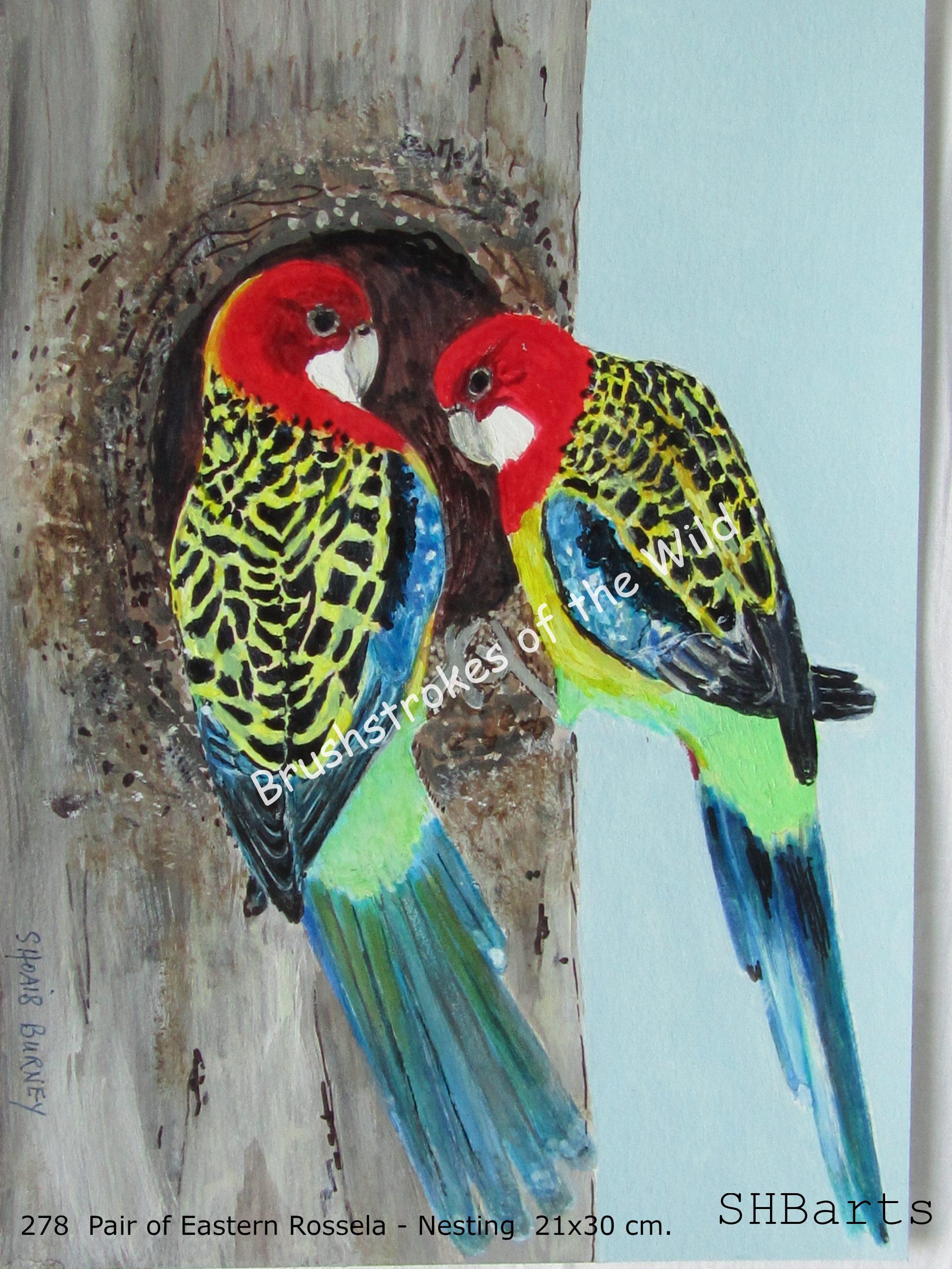 Pair of Eastern-Rossela - Nesting