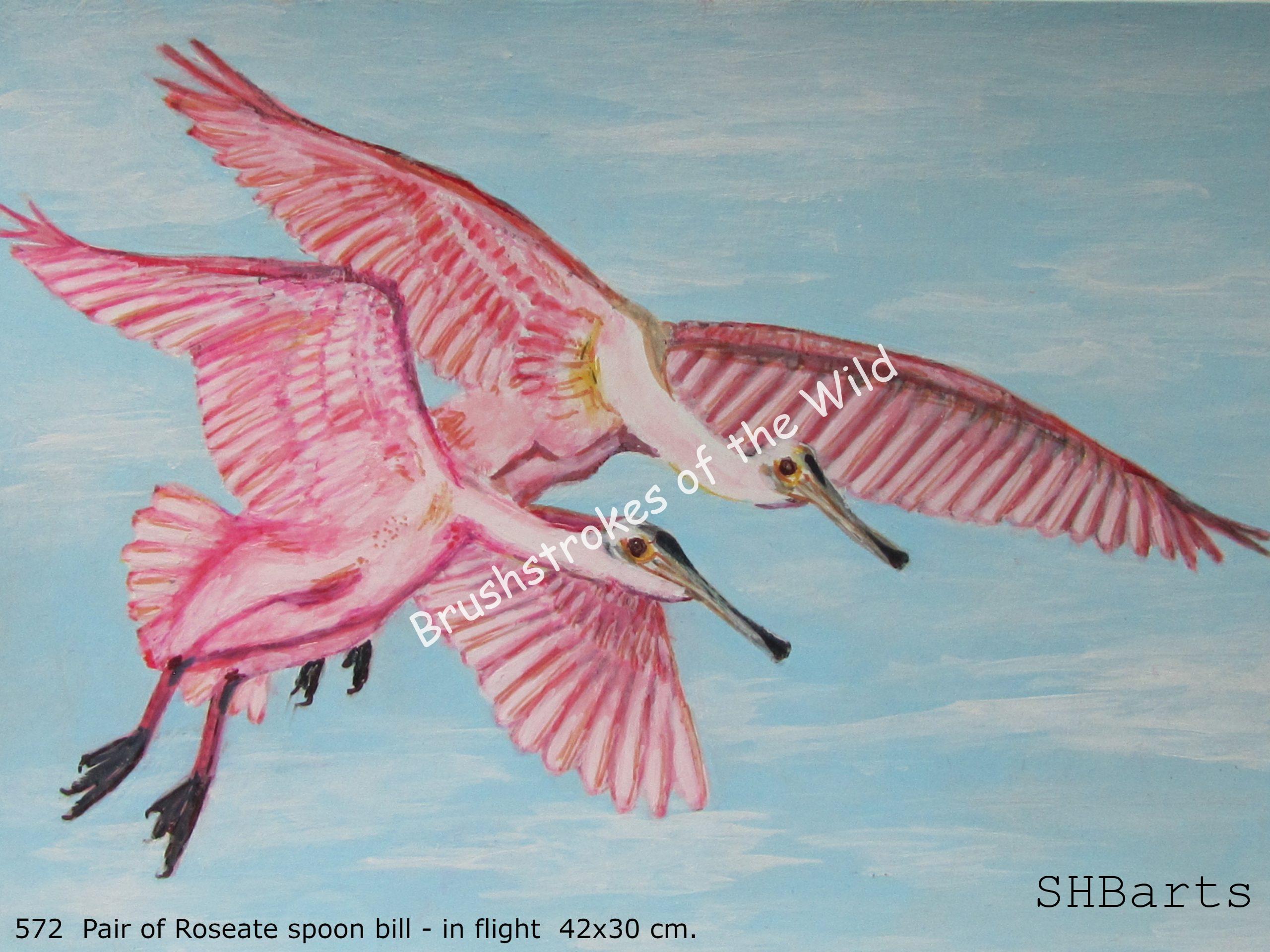 Pair of Roseate spoon-billed - In flight