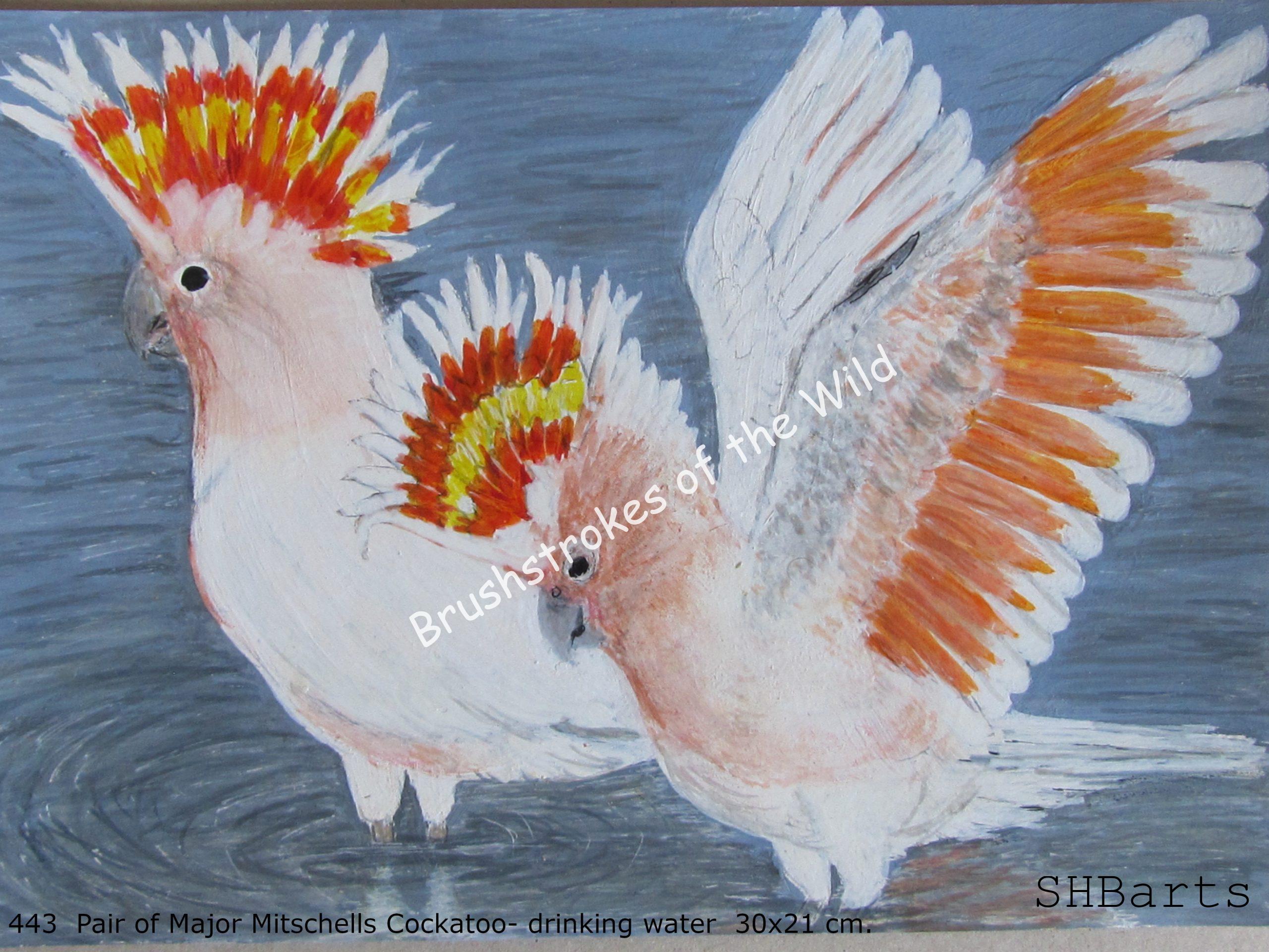 Pair of Major Mitschells Cockatoo - Drinking water