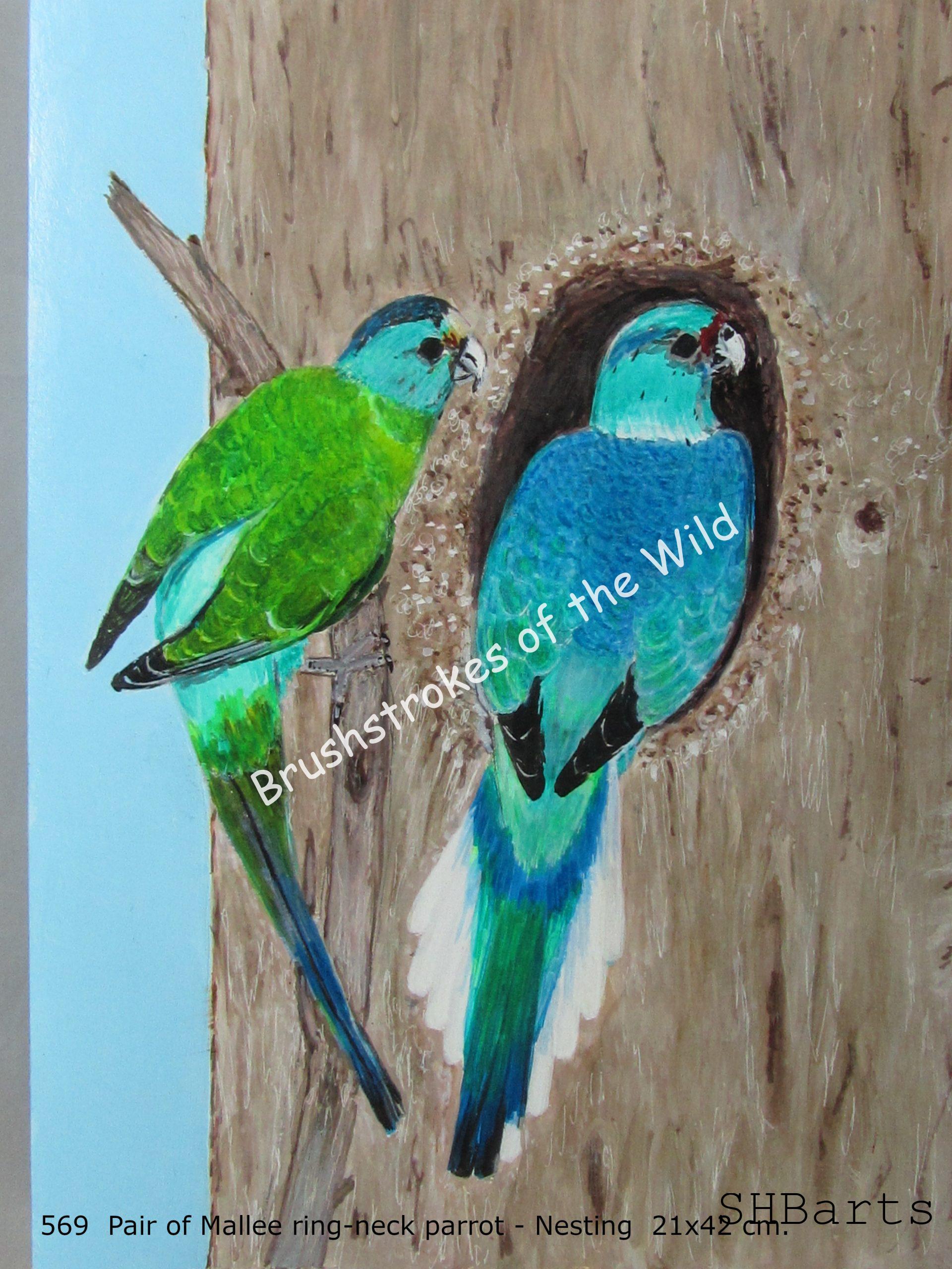 Pair of Mallee ring-neck Parrot - Nesting