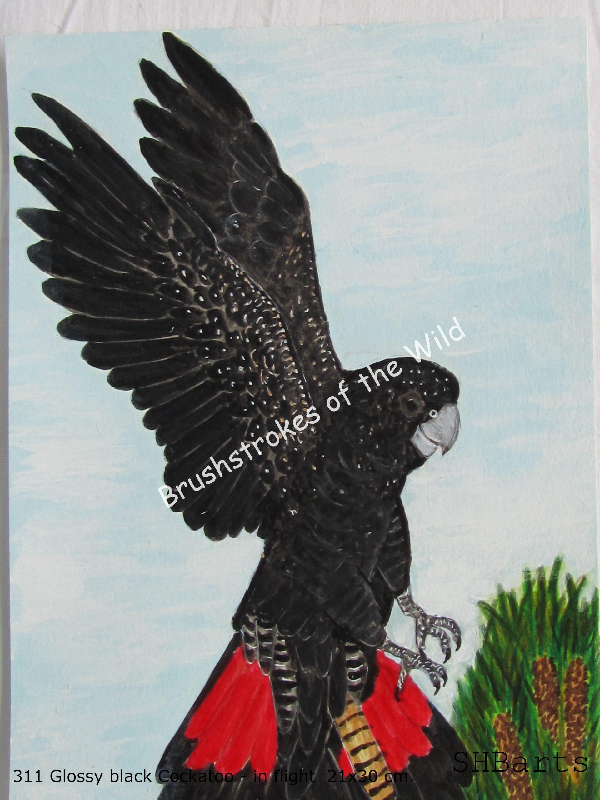 Glossy black Cockatoo - In flight  ( D. of set 4 )