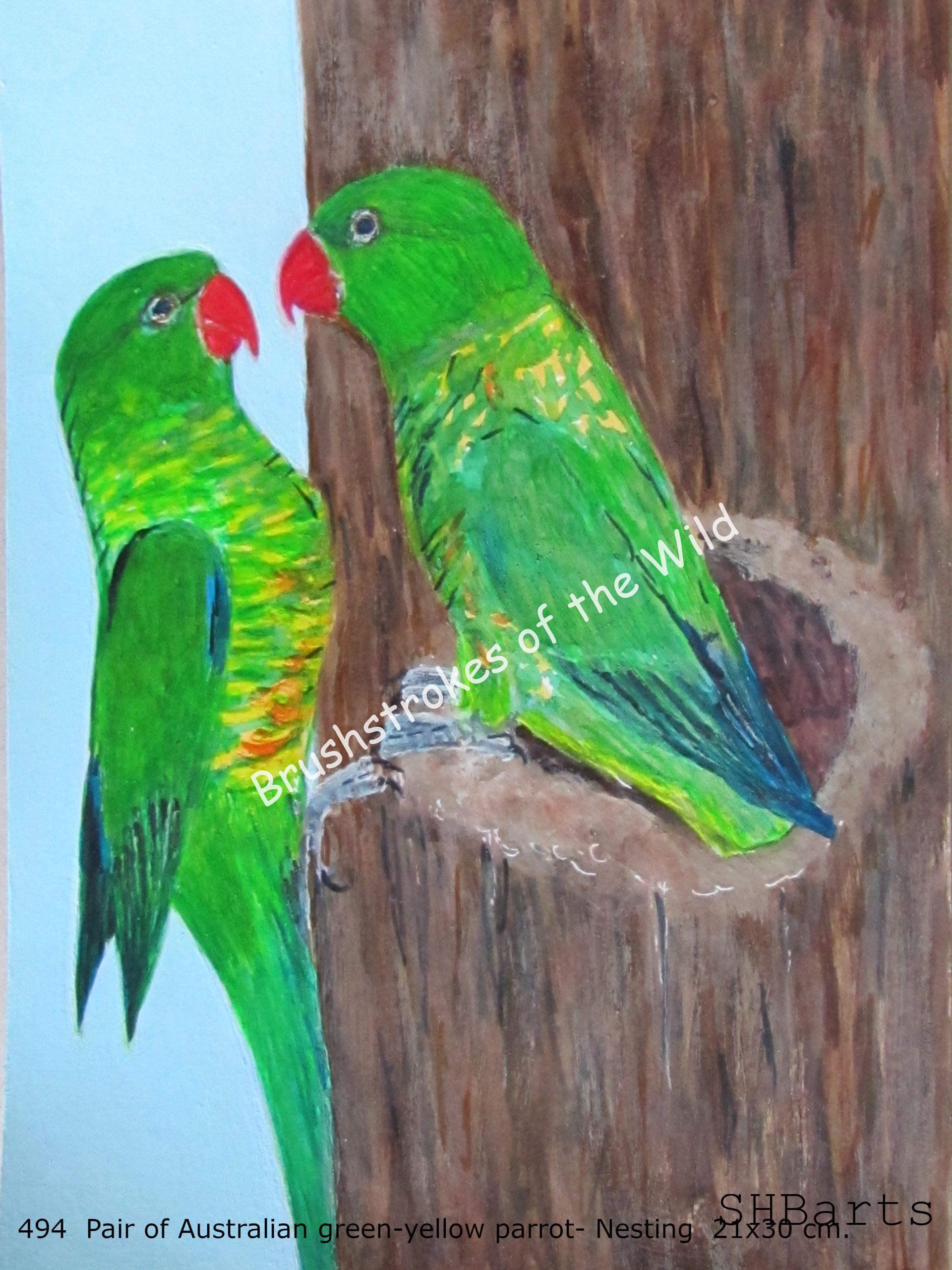 Pair of Australian green-yellow Parakeet - Nesting