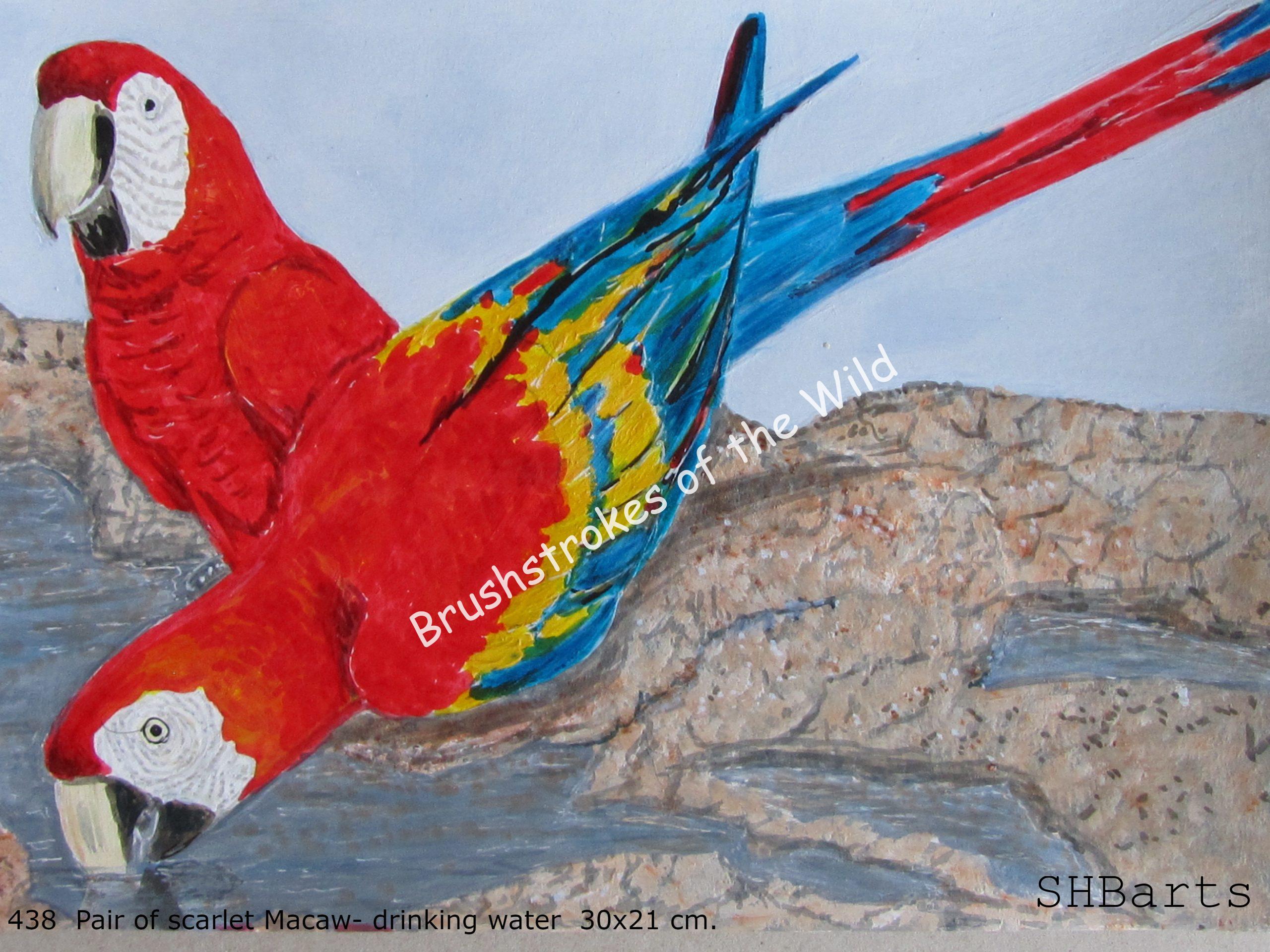 Pair of Scarlet Cockatoo - Drinking water