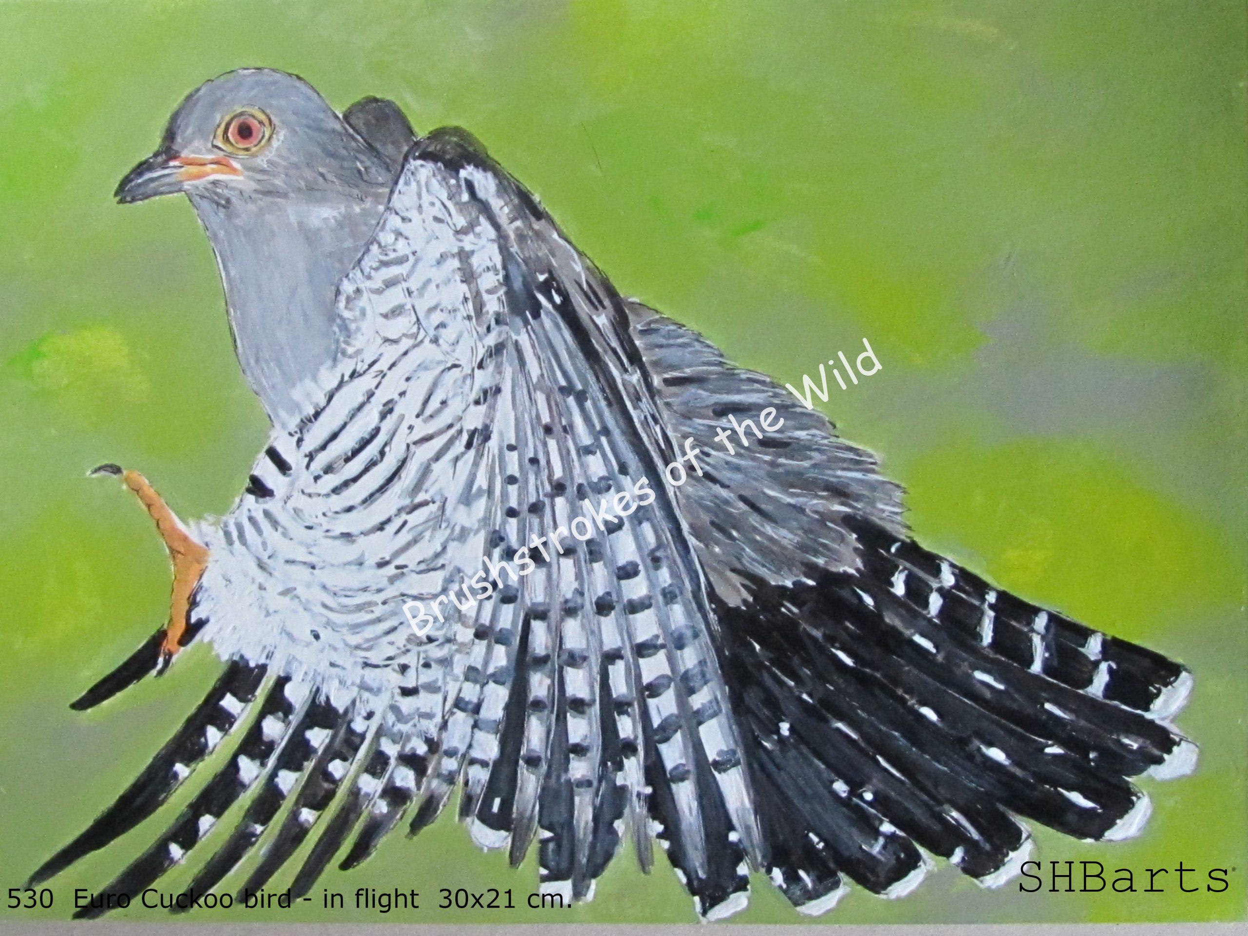 Euro cuckoo bird- In flight