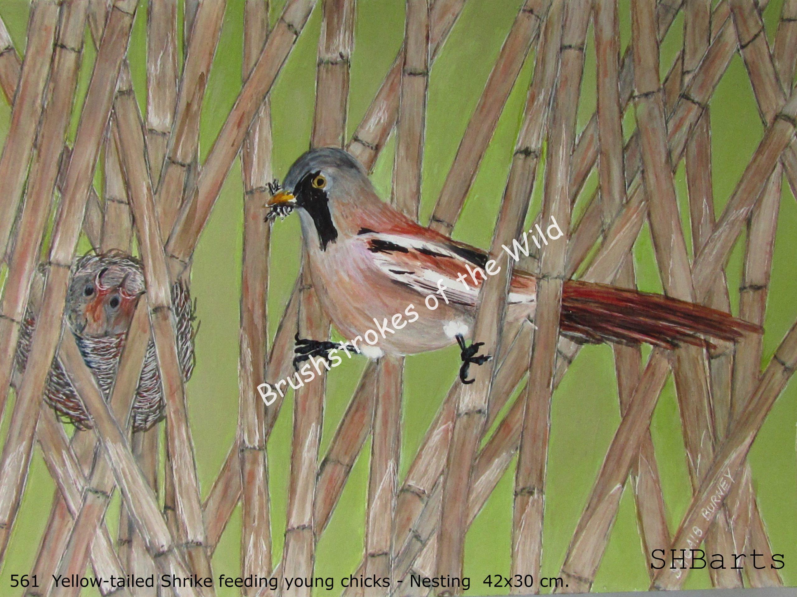 Yellow-billed Shrike - feeding young Chicks in Nest